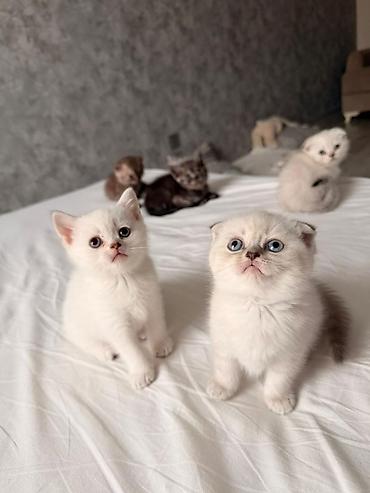 british fold: Sevimli Scottish Fold və British tipli pişik balaları - Növlər — 2