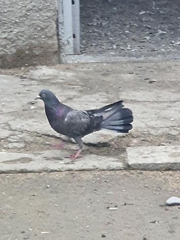 Quşlar: Hündür ayaq 19 tük erkək mor çil, 16 tük maya.Cüt deyillər, qiymət — 8
