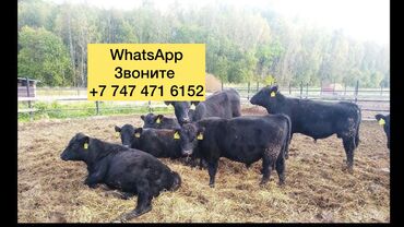 корова голштин: Бычки телята телочки коровы Ангус голштин