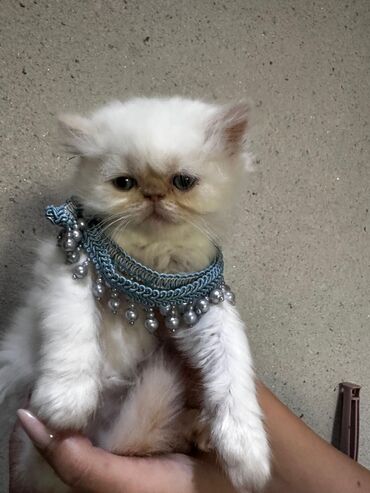 Pişiklər: Dişi, Erkək, Yaxşı əllərə, Ünvandan götürmə -da lalafo.az — 22 Pişiklər: Dişi, Erkək, Yaxşı əllərə, Ünvandan götürmə — 22