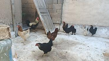 кучинские куры: Продаю | Куры | Домашняя | Для разведения — 3