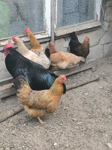 Cücələr: Toyuq, Yumurtalıq
