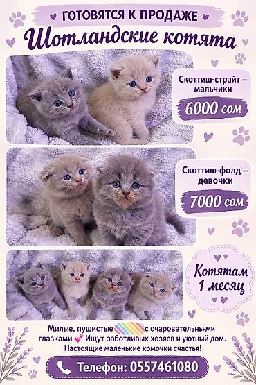 шотландская шоколадная кошка: Скотиш Страйт (Шотландская прямоухая), 1 месяц, Мальчик, Серый, Приучена к лотку — 1