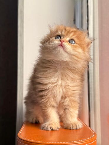 Pişiklər: Britan yastı qulaq, Erkək, Dişi, Yaxşı əllərə, Ünvandan götürmə, Pulsuz çatdırılma, Ödənişli çatdırılma — 17