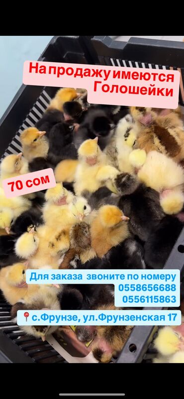 бычоктор сатылат: В наличии суточные Голошейки! Данная порода кур относится к