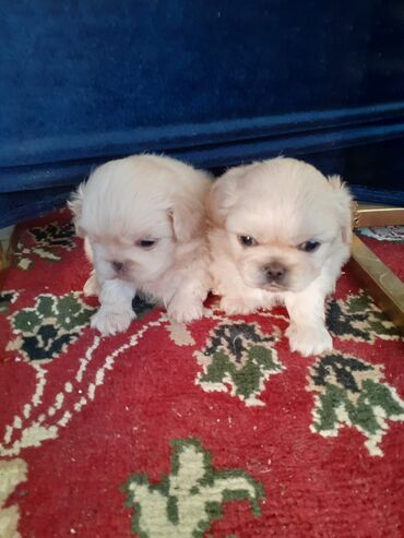 erkək pişik: Pekines, 1 ay, Ünvandan götürmə