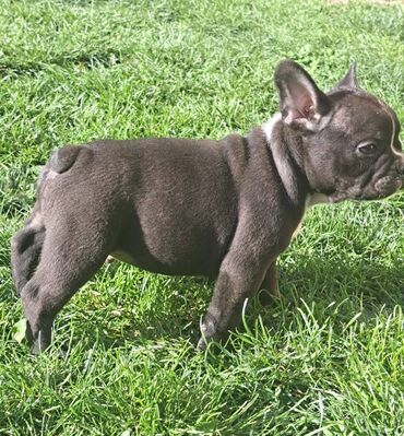 Psi: Prelepi štenci francuskog buldoga na prodaju. Očišćeni od parazita i na lalafo.rs — 9 Psi: Prelepi štenci francuskog buldoga na prodaju. Očišćeni od parazita i — 9