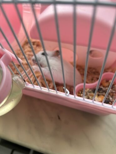 Qəfəslər: Çəhrayı rəngdə olan bu kiçik qəfəs, hamster üçün idealdır. Qəfəsdə su