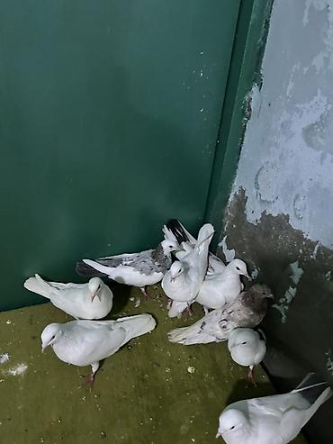 heyvanlar quşlar: Tutulma quwdardi — 1