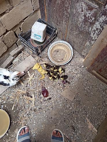 bakida cins ineklerin satisi: Salam. Lal ördək balaaları satılır tam sağlamdılar 12. dənədirlər — 3