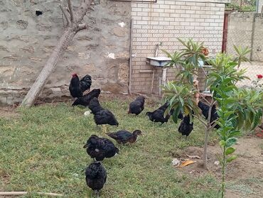 cau cau qiymeti: Təmiz qan australorp 11əded toyuq 20azn biri xoruz 50azn 5ayliqdi