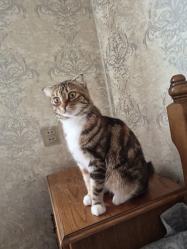 отдам котят: Британская вислоухая, Самка, В добрые руки, Самовывоз — 1