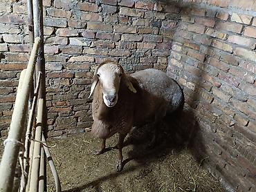 Продам с/х животных: Продаю | Баран (самец) | Для разведения — 10