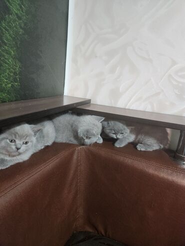 сиамская кошка: Британская короткошёрстная, 2 месяца, Девочка, Голубой, Приучена к лотку, Проглистована