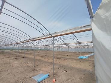 Теплицы: Тепличный комплекс каркасно-пленочного типа - Пролетная теплица с — 5