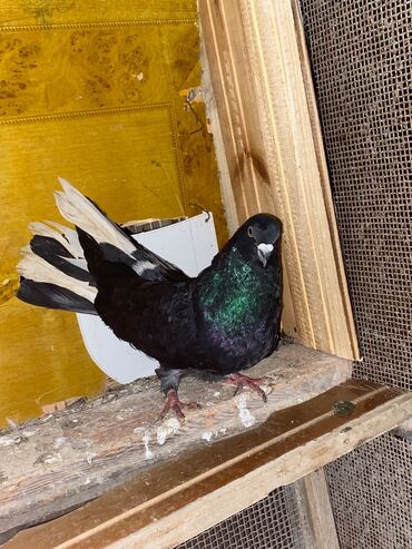 Göyərçinlər: Salam hoptum 6 baldan tek tek heresinin oz qiymeti var icinde 19 — 5