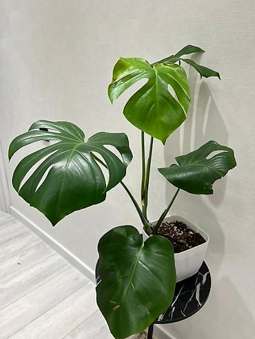 dry monster: Монстера делициоза (Monstera deliciosa) – крупное — 2