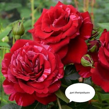 цветы 101 роза: Семена и саженцы Самовывоз, Платная доставка