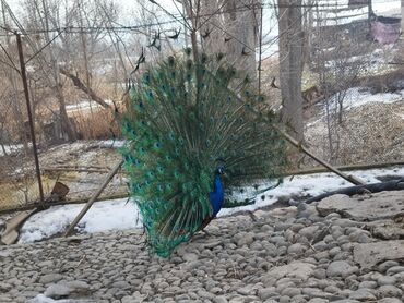 купить попугаев: Продаю самку индийского павлина