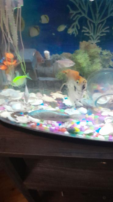 akvarium daslari: 25 eded bahalı balıq.akvarium.şkafı.su — 1