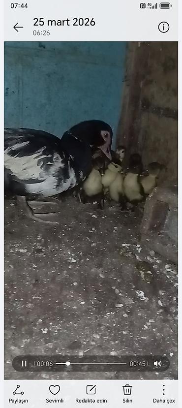 K/t heyvanları və malları: Lavanda 1 ana 10 bala balalar 12 gunnuy du bugün tam saglamdilar — 4