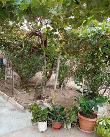 Yeni tikili: Hövsan qəs., 6 otaqlı, Yeni tikili, m. Həzi Aslanov, 250 kv. m — 22