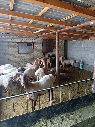 овец: Продаю | Овца (самка) — 5