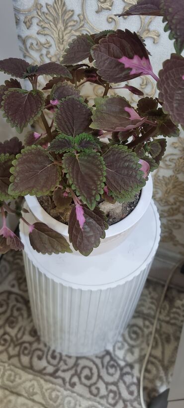 Кактусы: 🌿 Продаю домашние растения 🪴 Красивые, ухоженные и полезные для вашего — 5