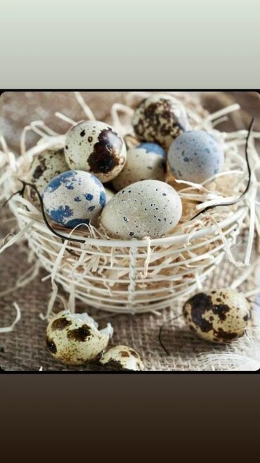 яйца несушки: Перепелиные яйца домашние всегда свежие, при заказе больше 1000 по