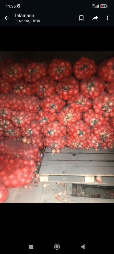 помидоры оптом: Продаю лук оптом 15 тонн есть в наличии 
цена 13 сом