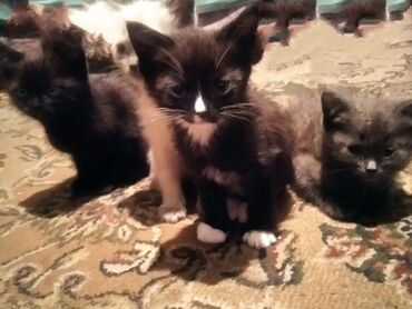 большие кошки: Кошка даром: Русская голубая, 1 месяц, Девочка, С прививками, Приучена к лотку, Проглистована