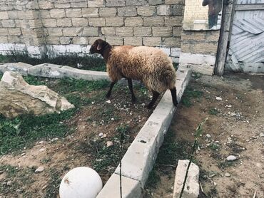 bmw 3 серия 325td at: Самец, лет: 1, 80 кг, Для мяса, Самовывоз