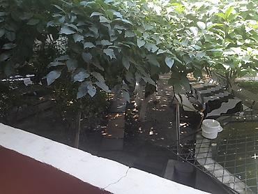 Günlük kirayə mənzillər: 5 otaqlı — 16