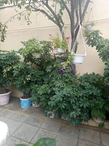 Otaq bitkiləri: Şefler ve her cür ev güllərin satışı mövcudu isdediyiniz gülün — 2