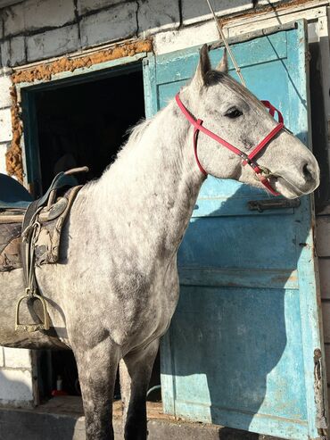 уй сатып алам: Продаю | Жеребенок | Полукровка | Конный спорт | Мерин