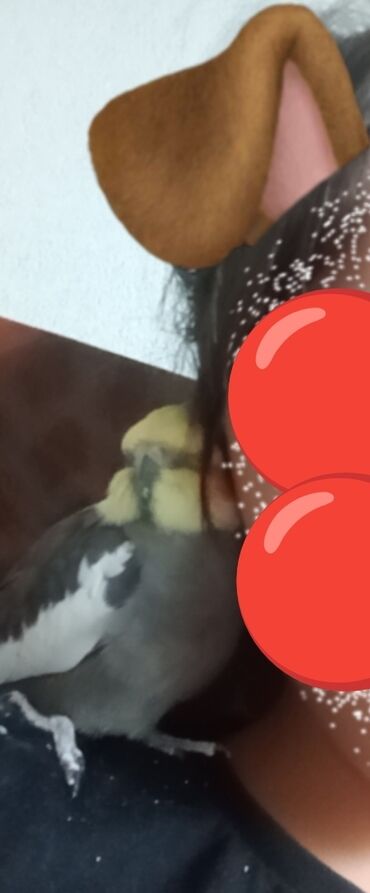 Tutuquşları: 9 aylıq korella təcili satılır! Gərəkdir 9 ayliqdir qəfesi SU qabı yem — 8