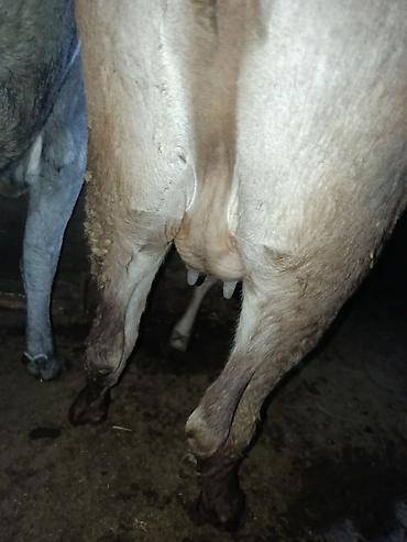 Коровы, быки: Продаю | Корова (самка) | Алатауская | Для молока | Стельные — 7