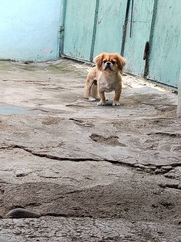 itlərin sekisi: Pekines, 1 il, Erkek, Sənədli, Ödənişli çatdırılma