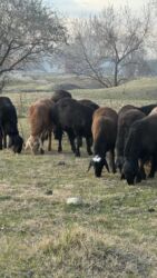 Бараны, овцы: Продаю | Баран (самец) — 7