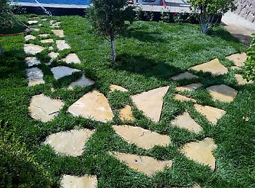 Toxumlar: Super qazon enli yarpaq sıx və alaqsız hörmetli ve deyerli — 10