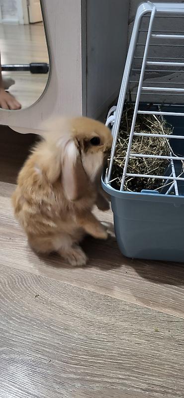 col dovsani: Mini lop dovşan 2 ay yarımlıqdı yeni alınıb bina evində baxmaq çətin — 3