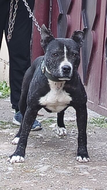 coban iti satilir: Pitbul, 5 il, Erkek, Peyvəndli