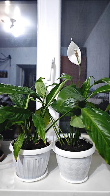 Спатифиллум (Spathiphyllum) в декоративных горшках - Крупные плотные