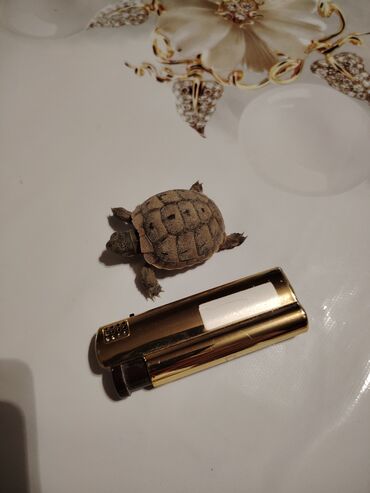 Akvarium aksessuar və ləvazimatları: Başlıq: 🐢 Sağlam və mehriban balaca ev tısbağası satılır Mətn