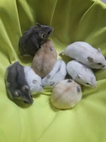 домик для хомяков: В продаже хомячки джунгарские, красивых окрасов. Домашние, ручные