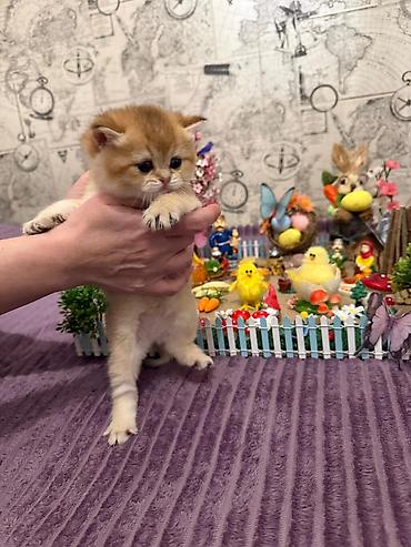 Pişiklər: Britan, Erkək, Dişi, Yaxşı əllərə, Ünvandan götürmə, Pulsuz çatdırılma, Ödənişli çatdırılma — 1