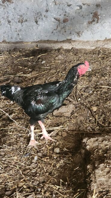 машины на продажу бишкек: Продаётся боевой Декан