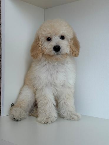 Pudel, 5 ay, Erkək, Sənədli, Ünvandan götürmə
