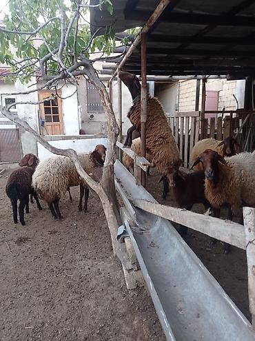 qala cinsi qoyun satilir: Qoyun sürüsü 29 baş – ət və yun istehsalı üçün - Növ: Yerli — 9