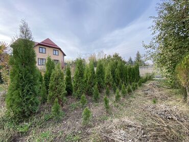 Декоративные деревья: Саженцы деревьев: Туи, Платная доставка — 10